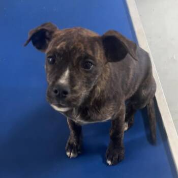 Rescue Mixed Breed Dogs for Adoption in Fairfax Station, Virginia - Venus | PetCurious