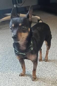 Mia -  Miniature Pinscher Dog for Adoption in Bartlesville, Oklahoma - Mia | PetCurious