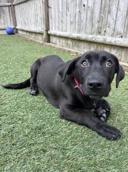 Mixed Breed Dogs Available for Adoption - Bernadette | PetCurious