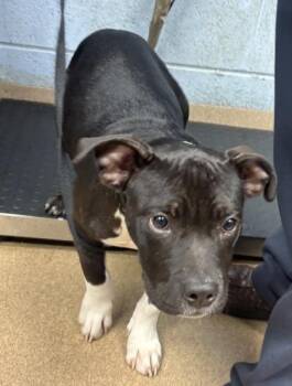 Dedric Higgory -  Mixed Breed Dog for Adoption in Chamblee, Georgia - Dedric Higgory | PetCurious