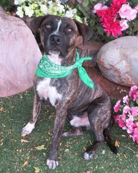 GRIFF -  Pit Bull Terrier Dog for Adoption in Oklahoma City, Oklahoma - GRIFF | PetCurious