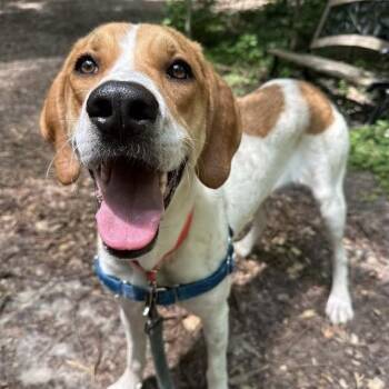 Ashtyn -  English Coonhound Dog for Adoption in Indianapolis, Indiana - Ashtyn | PetCurious