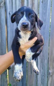 Rescue Labrador Retriever and Mixed Breed Dogs for Adoption in Morton Grove, Illinois - Gale | PetCurious