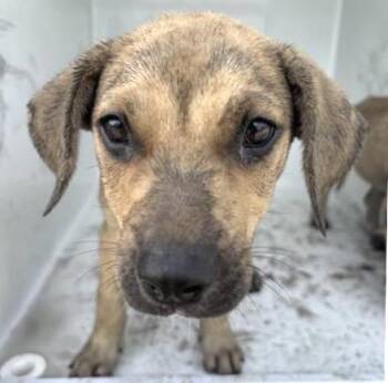 A657793 -  Labrador Retriever and Mixed Breed Dog for Adoption in Houston, Texas - A657793 | PetCurious