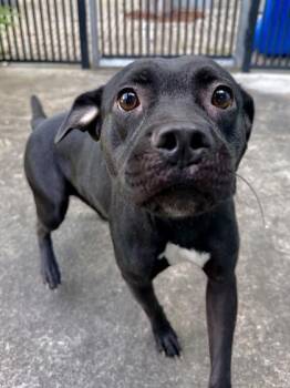 Moonella -  Pit Bull Terrier and Mixed Breed Dog for Adoption in New Orleans, Louisiana - Moonella | PetCurious