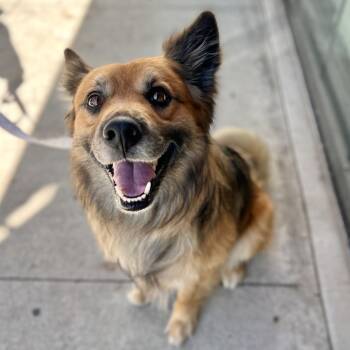 Siggi -  Mixed Breed and Australian Shepherd Dog for Adoption in Salt Lake City, Utah - Siggi | PetCurious
