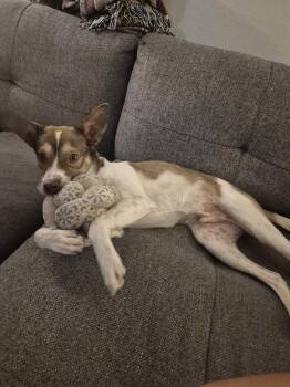 KING -  Shepherd Dog for Adoption in Broomfield, Colorado - KING | PetCurious