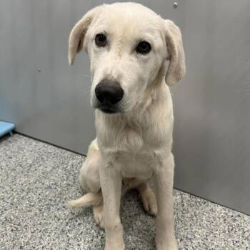 Goliath -  Great Pyrenees Dog for Adoption in Murray, Utah - Goliath | PetCurious