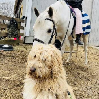 Poodle and Retriever Dogs Available for Adoption - Simba | PetCurious