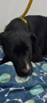 Retriever Dogs Available for Adoption in Cambridge, Maryland - Cupcake | PetCurious