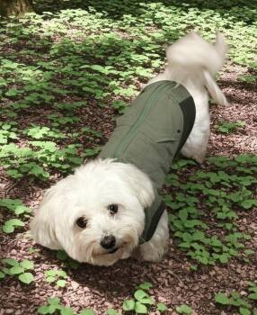 Maltese Dogs Available for Adoption - Daisy Jane | PetCurious