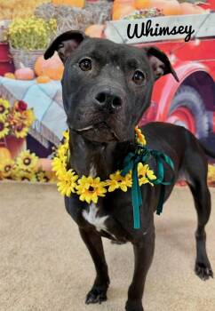 Rescue Mixed Breed Dogs for Adoption in Flint, Michigan - Whimsy | PetCurious