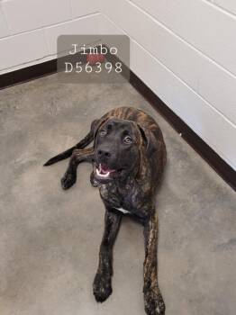 Jimbo -  Mixed Breed Dog for Adoption in Clarksville, Tennessee - Jimbo | PetCurious