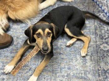 Lainee -  Mixed Breed Dog for Adoption in Memphis, Tennessee - Lainee | PetCurious