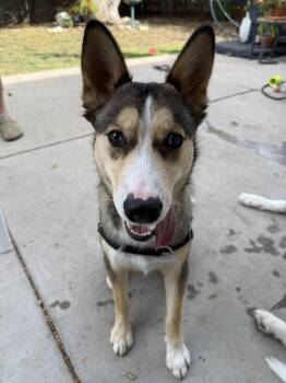 Timber -  Husky and Mixed Breed Dog for Adoption in Denver, Colorado - Timber | PetCurious