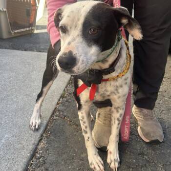 Dalmatian Dogs Available for Adoption in Richmond, California - WAYLON | PetCurious