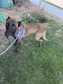 Tess located in CA -  Belgian Shepherd Malinois Dog for Adoption in Imlay City, Michigan - Tess Located In CA | PetCurious