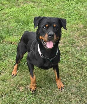 Rescue Rottweiler Dogs for Adoption in Puyallup, Washington - Rosie | PetCurious