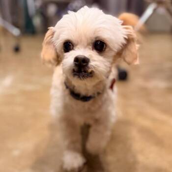 Dennis -  Shih Tzu and Miniature Poodle Dog for Adoption in Green Bay, Wisconsin - Dennis | PetCurious