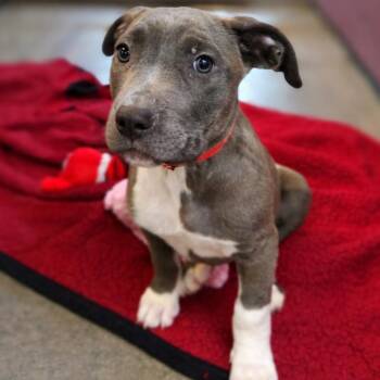 Pit Bull Terrier Dogs Available for Adoption - DeeDee | PetCurious