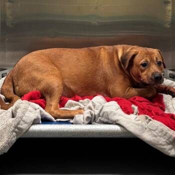 Mixed Breed Dogs Available for Adoption in Memphis, Tennessee - Newt | PetCurious