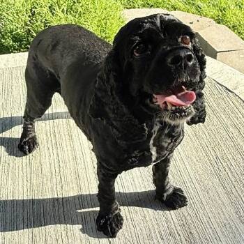 Tilly -  Cocker Spaniel Dog for Adoption in Cincinnati, Ohio - Tilly | PetCurious