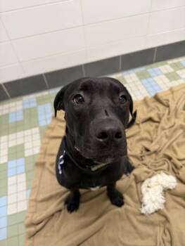 MURPHY -  Pit Bull Terrier and Mixed Breed Dog for Adoption in Loveland, Colorado - MURPHY | PetCurious