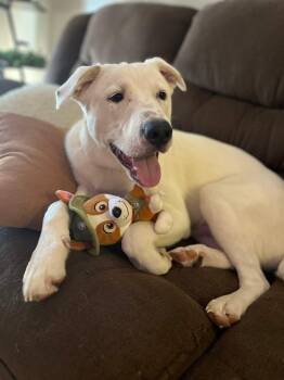 Husky and Terrier Dogs Available for Adoption in Holly Springs, North Carolina - Austin | PetCurious