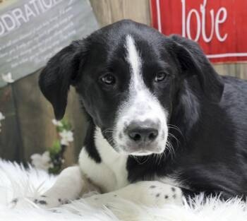 The Black Lab Puppies -- Bamm-Bamm -  Black Labrador Retriever Dog for Adoption in Casa Grande, Arizona - The Black Lab Puppies -- Bamm-Bamm | PetCurious