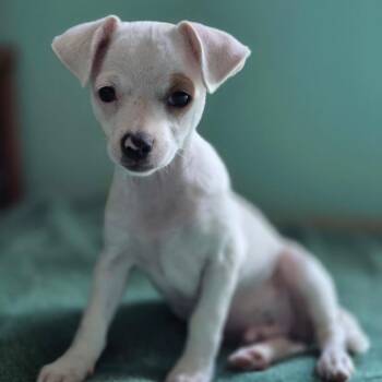 Athos -  Chihuahua Dog for Adoption in Wiggins, Mississippi - Athos | PetCurious
