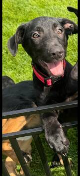 German Shepherd Dog Dogs Available for Adoption - Red Male | PetCurious
