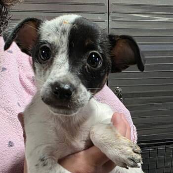 Fern -  Terrier Dog for Adoption in Fairfax Station, Virginia - Fern | PetCurious