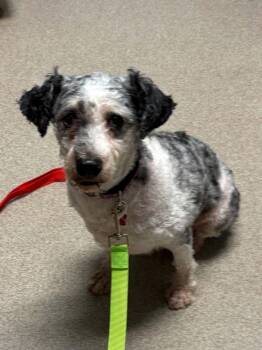 Maverick -  Poodle Dog for Adoption in Harrison City, Pennsylvania - Maverick | PetCurious