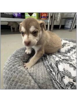 Chihuahua Dogs Available for Adoption - Brimsley | PetCurious