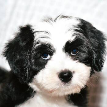 Ben -  Australian Shepherd and Chihuahua Dog for Adoption in Humble, Texas - Ben | PetCurious