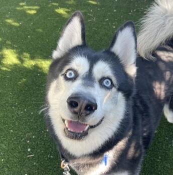 Kratos -  Siberian Husky Dog for Adoption in Golden, Colorado - Kratos | PetCurious