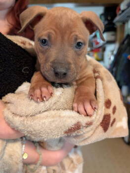 Rescue Pit Bull Terrier and American Staffordshire Terrier Dogs for Adoption in Belleville, Michigan - August Lime | PetCurious