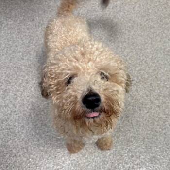 Chevy -  Poodle and Bichon Frise Dog for Adoption in Englewood, Florida - Chevy | PetCurious
