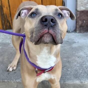 Pit Bull Terrier Dogs Available for Adoption - Baloney Tony | PetCurious