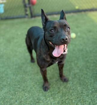 ONYX -  Mixed Breed Dog for Adoption in Dallas, Texas - ONYX | PetCurious