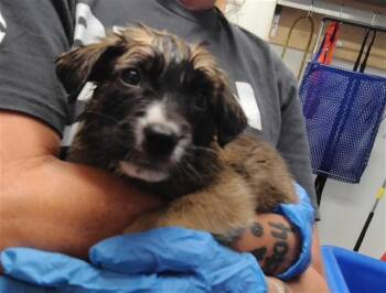 BOPPY -  German Shepherd Dog and Mixed Breed Dog for Adoption in Albuquerque, New Mexico - BOPPY | PetCurious