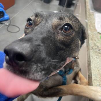 Daisy -  Mixed Breed Dog for Adoption in Dickinson, Texas - Daisy | PetCurious