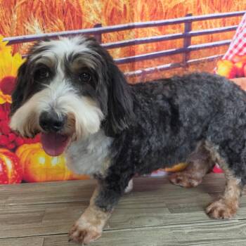 Truffle -  Bernese Mountain Dog and Miniature Poodle Dog for Adoption in Normal, Illinois - Truffle | PetCurious