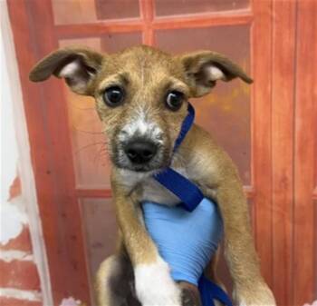 CINNAMON -  Terrier and Mixed Breed Dog for Adoption in San Bernardino, California - CINNAMON | PetCurious