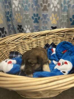 Great Pyrenees and Saint Bernard Dogs Available for Adoption in Rosenberg, Texas - SPIRITBOX | PetCurious