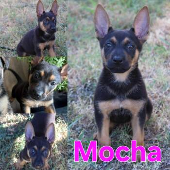 Mocha -  German Shepherd Dog Dog for Adoption in Dallas, Texas - Mocha | PetCurious