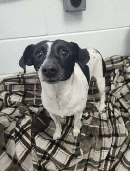Parson Russell Terrier and Mixed Breed Dogs Available for Adoption - Tink | PetCurious