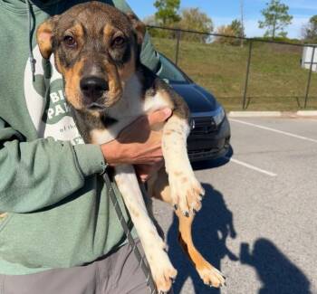 Rescue Shepherd and Mixed Breed Dogs for Adoption in Fayetteville, Arkansas - Kipp | PetCurious