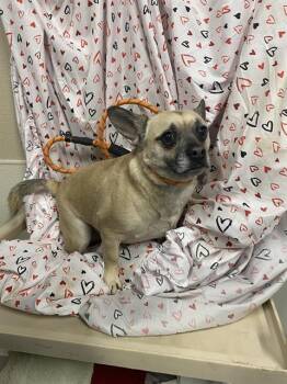 Pug and Chihuahua Dogs Available for Adoption - HOWIE | PetCurious