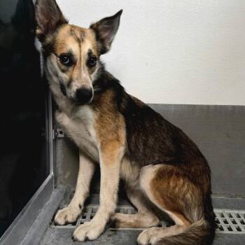 BC-Barley -  Shepherd Dog for Adoption in Idaho Falls, Idaho - BC-Barley | PetCurious